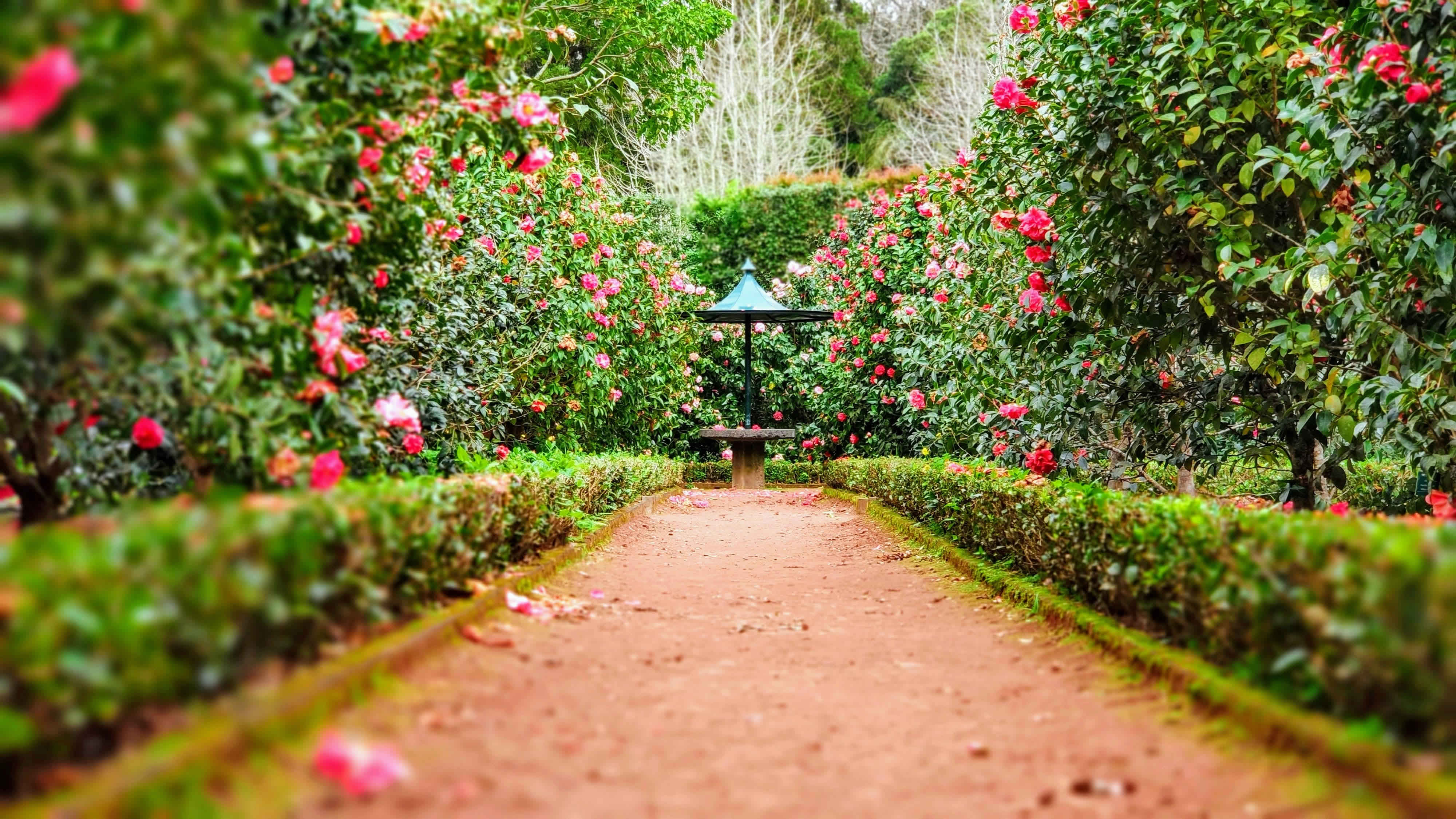 Lush garden with smart irrigation system, modern design