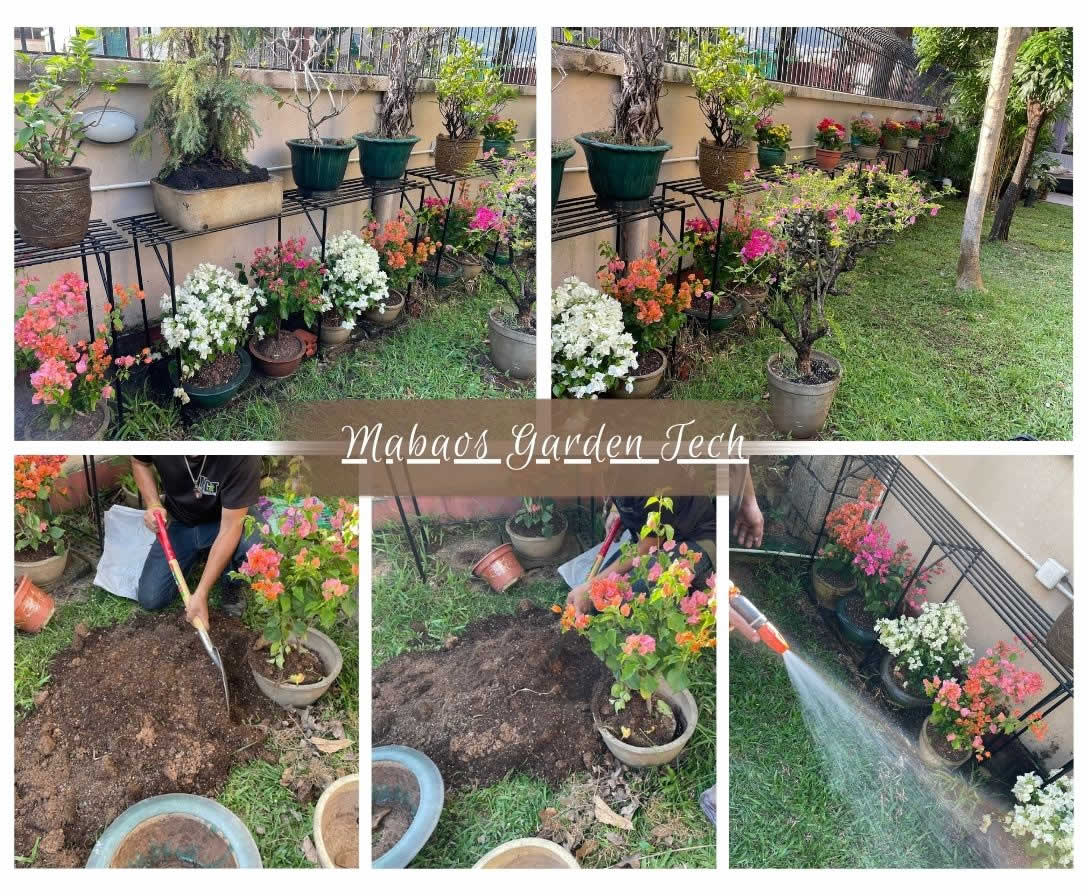 Transformed rooftop garden